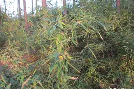 地里竹子多，用什么药可防除？环嗪酮除草效果好但要注意残留问题图片