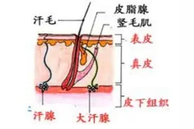爱出汗和不出汗，哪种人更健康？图片