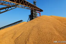 印度突然取消粮食出口，粮食危机或将爆发，世界各国如何应对？图片