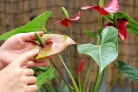 家里养的红掌花，今天变绿了是怎么回事？图片