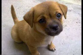 老爷爷每天走十几公里，背狗狗来县城看病，说出其中原因让人感动图片