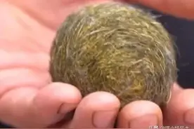 菏泽男子杀年猪发现“猪宝”，网传价值300万，猪宝真那么值钱？图片