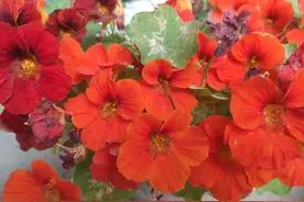 养了半年旱金莲后，我后悔了，本以为是“小清新”，其实却是王者图片