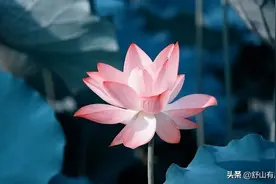 要知道，别人亏欠你的，老天爷会帮你“讨”回来图片
