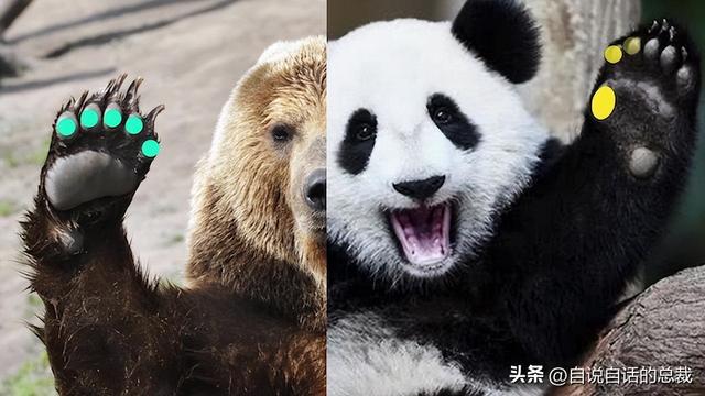 熊猫：真实存在的上古恐惧，为什么只有人类觉得大熊猫很可爱？