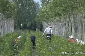 【林禽 林菌 林蝉 林茶 林药】山东高密：杜仲林穿起多条绿色富民“钱串子”图片