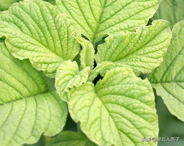 100种野菜(100种野菜图片大全图片 可食用)-英财号