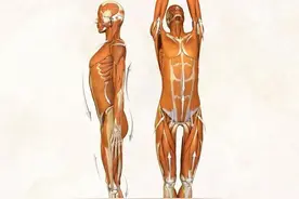 瑜伽解剖体式-山式图片