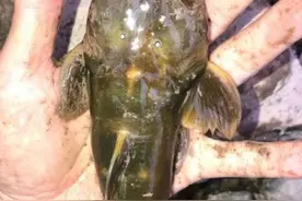 重达2斤！江苏兴化小伙野外钓鱼意外钓获超大黄辣丁，钓友真开心图片