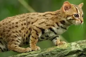 世界上最小的猫，体重最大不到四斤，外表可爱却能一顿吃掉半斤肉图片