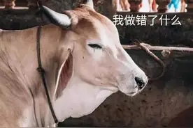 印度真是个神奇的国家，连母牛都惨遭毒手图片