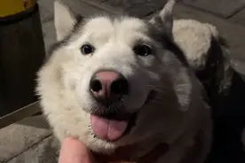 湖北：宠物级哈士奇深夜徘徊商场，被守护个把小时，还险被交城管图片