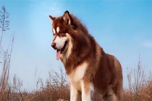 阿拉斯加犬多少钱一只?成年的比较贵(幼崽最低一千元)