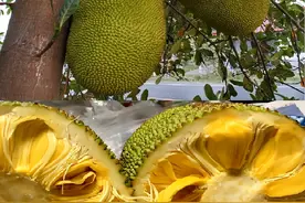 菠萝蜜别再生吃了，大厨教你做成家常美食，营养丰富又美味图片