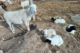 常见的羊吐草团子怎么办？试试这个方法，成功率在80%以上图片