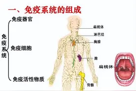 断食3天可以重启人体免疫系统？美国研究发布结论，越早知道越好图片