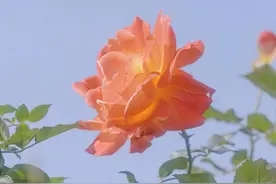 一个家，有了这四个迹象，预示着：家道昌隆，富贵吉祥图片