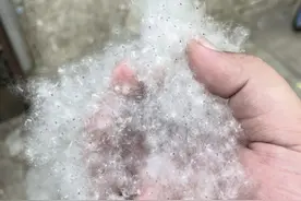 毛~毛~毛！到底是啥？图片