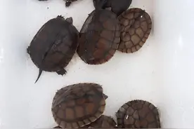 朋友刚送了十多个石金钱龟，就这样养图片