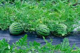 西瓜如何整枝打岔留瓜？他做的很好，赶快收藏使用。图片