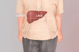 肝在什么位置图片