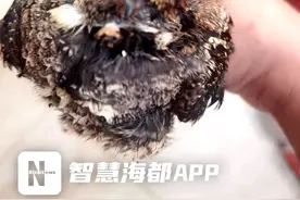 福州市民捡回受伤鸟儿，喂食后死亡！专家提醒不要擅自处理图片