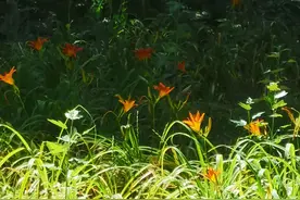 很多人不曾告别，但已经见了最后一面图片