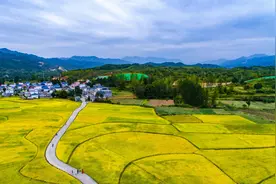 河南鲁山：田园小尔城 稻花香里话丰收图片