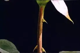 觅三生，泪纵横，心有灵犀一笑是卿名图片