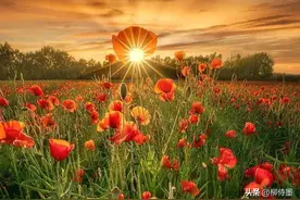 日出日落摄影技巧，手机这样拍照，风景大片轻松拍图片