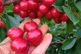 氨基酸营养液涂干究竟是坑还是金？图片