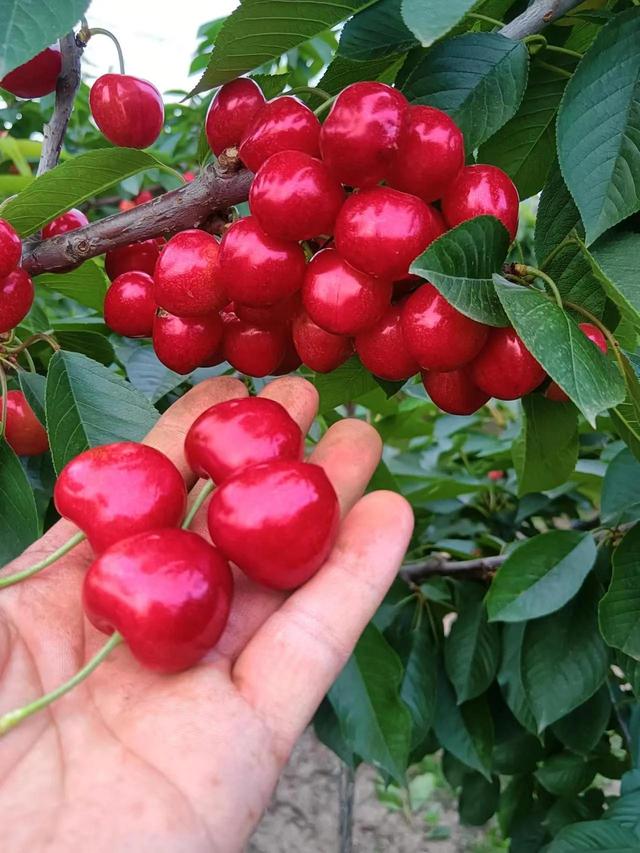 氨基酸营养液涂干究竟是坑还是金？