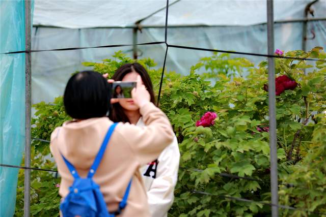 中国洛阳牡丹文化节每日花情专题播报之一含苞欲放