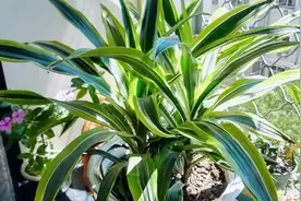 新房适合养哪些绿植？这几种好看又吉祥图片