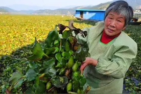 提醒！不要擅自引进、释放、丢弃外来物种图片