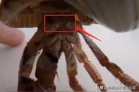 寄居蟹公母怎么分？如何分辨寄居蟹的性别？图片