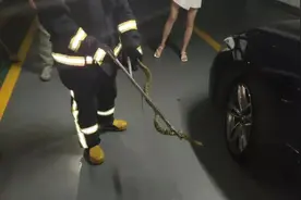 江西多地已出没！千万小心图片