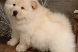 2015年大连女孩救下松狮犬,1年后为寻男友奔赴千里,竟是狗助重逢图片