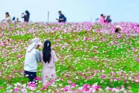 高阶玩法！快来解锁格桑花的九宫格拼图→图片