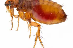 注意！“吸血鬼”上线，别等被咬了再来看图片