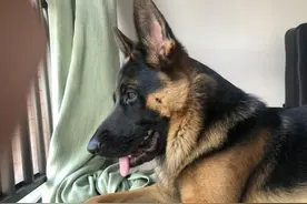 德牧的七大优点，养过的人都说“上瘾”了，戒都戒不掉图片