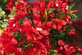 开挂区两广区域三角梅各色勤花品种介绍。花友：你若爆花便是晴天图片