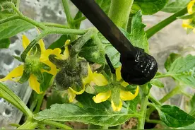 番茄、茄子坐果灵这样使用，果实膨大快，杀菌治病又增产图片