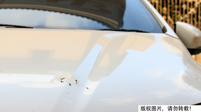 为什么鸟喜欢在白车上拉黑屎，黑车上拉白屎？这到底是什么原因