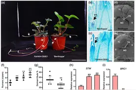 侧枝发育与顶芽花芽分化的平衡机制探究图片