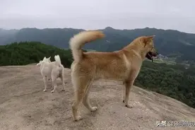 狗为何会怕经常杀生的人，它是如何分辨出屠夫、偷狗贼、路人的？图片