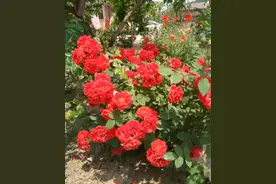 月季花冬天要摘光叶子吗？摘错了月季会越长越弱图片