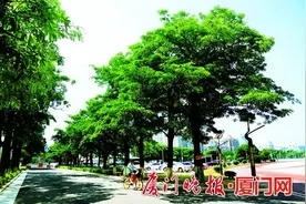 “长翅膀的毛毛虫”满天飞？又和厦门这种树有关……图片