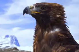 蜜蜂为新冠疫情立功，老鹰帮助抓恶人，动物的神奇天赋不可小瞧图片