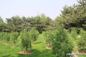 河北廊坊墓地有哪些？在廊坊买块墓地多少钱？图片